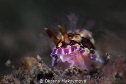 Nudibranch Dendrodoris denisoni by Oksana Maksymova 